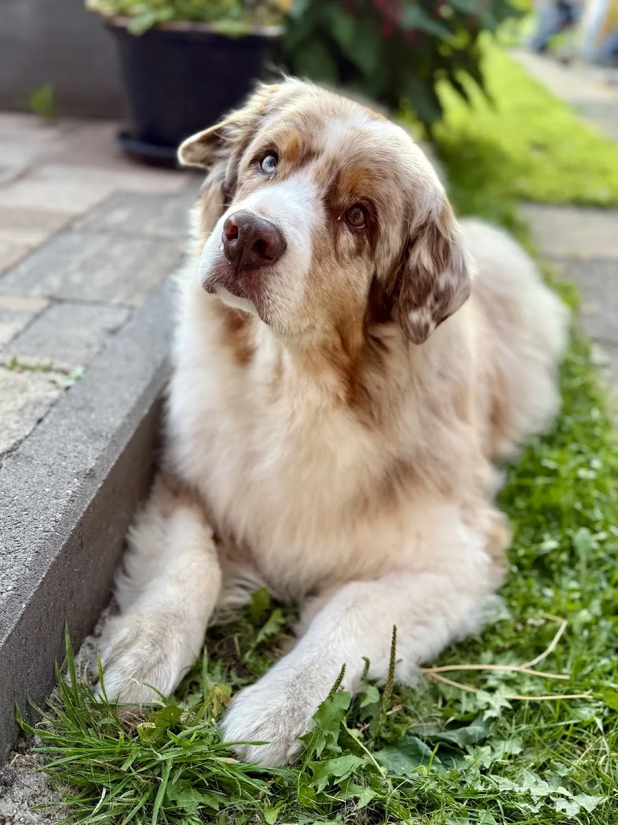 CREMARE Tierkrematorien GmbH - Tierbestattung mit Tierkrematorium Wesel – Besucherfoto von Tanja D. in Wesel, Nordrhein-Westfalen