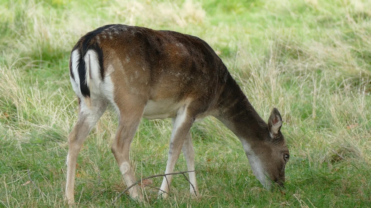 Tierheim Düren – Besucherfoto von Bernd Buschfeld in Düren, Nordrhein-Westfalen