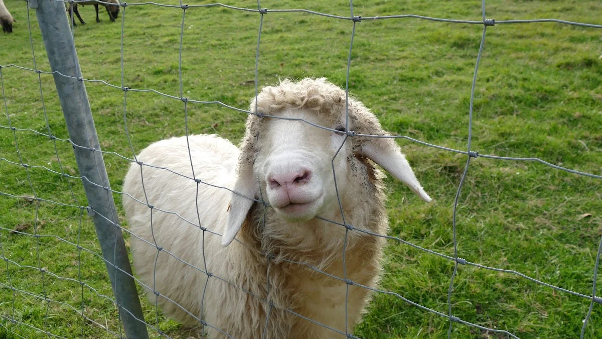 Tierheim Düren – Besucherfoto von Bernd Buschfeld in Düren, Nordrhein-Westfalen