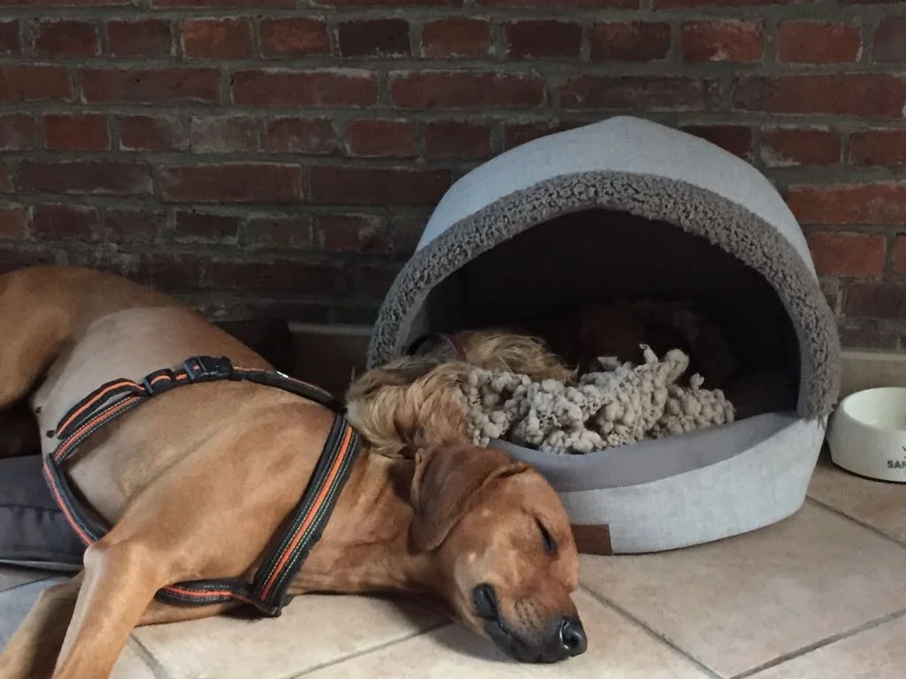 Evidensia Tierärztliche Klinik für Kleintiere Norderstedt GmbH – Hund in Norderstedt, Schleswig-Holstein