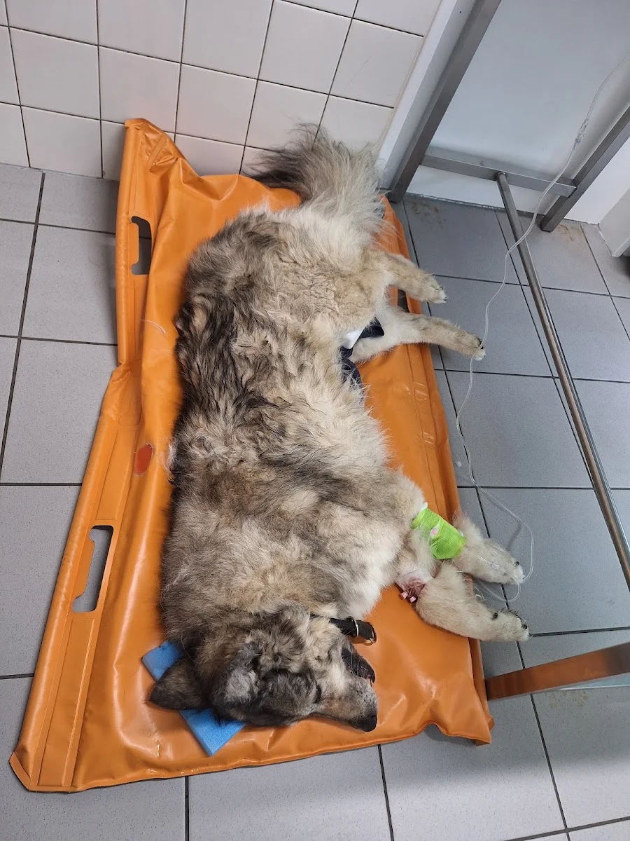 Evidensia Tierärztliche Klinik für Kleintiere Norderstedt GmbH – Besucherfoto von Anja Paulien in Norderstedt, Schleswig-Holstein