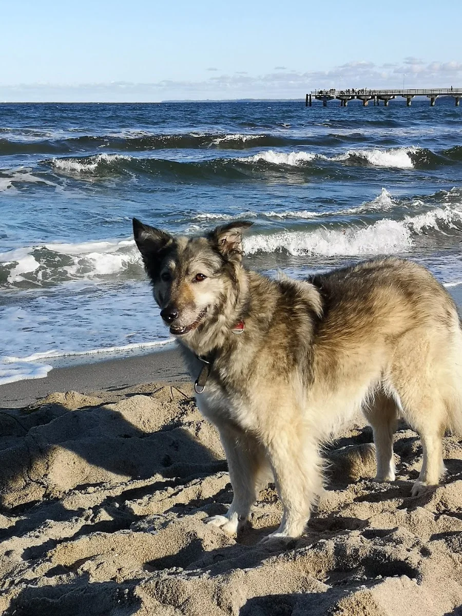 Evidensia Tierärztliche Klinik für Kleintiere Norderstedt GmbH – Besucherfoto von Anja Paulien in Norderstedt, Schleswig-Holstein