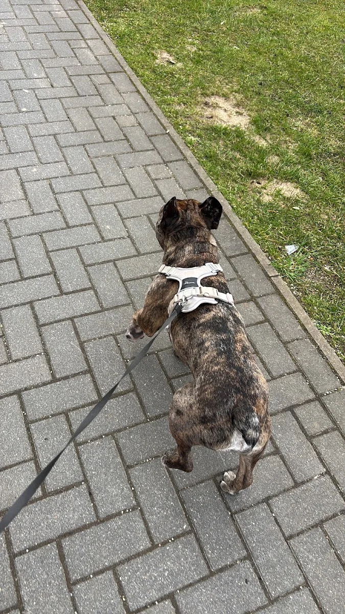 Evidensia Tierärztliche Klinik für Kleintiere Norderstedt GmbH – Besucherfoto von Sofia in Norderstedt, Schleswig-Holstein
