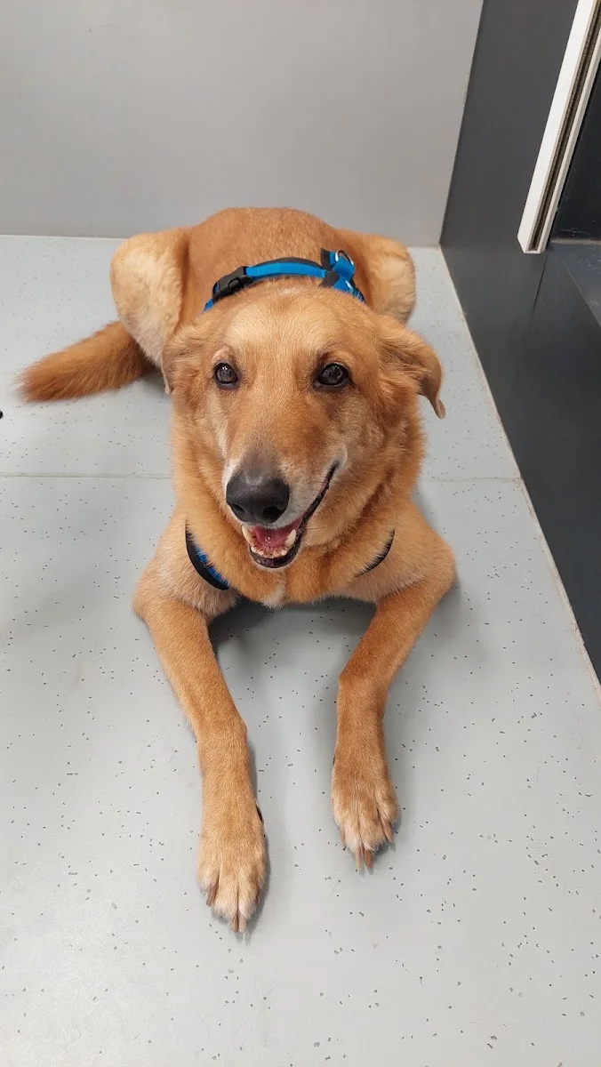 AniCura Tierklinik Stuttgart Plieningen – Hund in Stuttgart, Baden-Württemberg