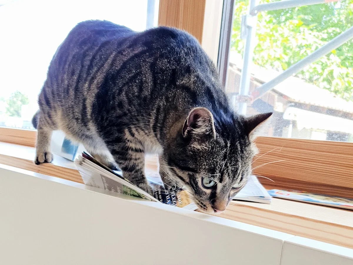 AniCura Tierklinik Stuttgart Plieningen – Hauskatze in Stuttgart, Baden-Württemberg