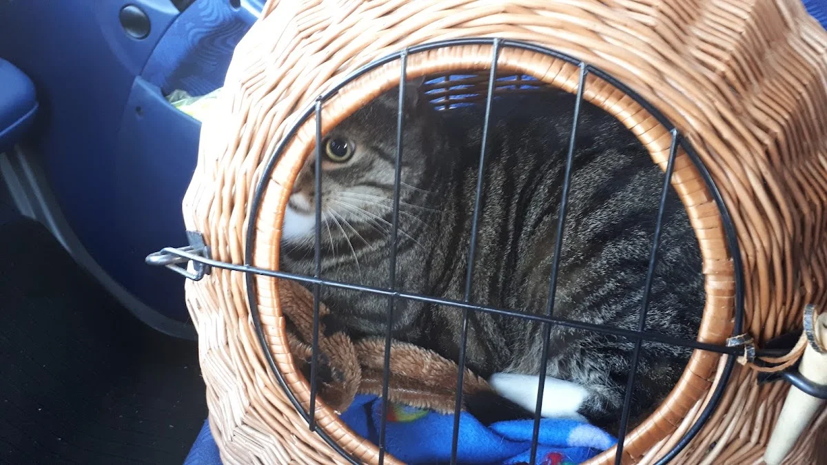 Tierärztliche Praxis für Kleintiere Dr. Alexandra Plitt – Hauskatze in Menden, Nordrhein-Westfalen