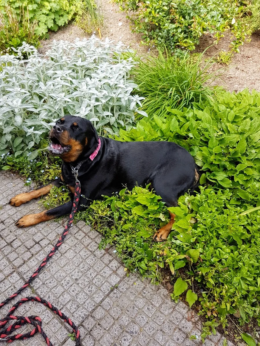 Tierärztliche Praxis für Kleintiere Dr. Alexandra Plitt – Besucherfoto von Elke Luebke in Menden, Nordrhein-Westfalen