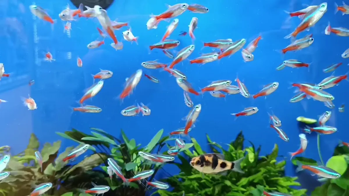 ZOO & Co. Sankt Augustin – Aquarium in Sankt Augustin, Nordrhein-Westfalen