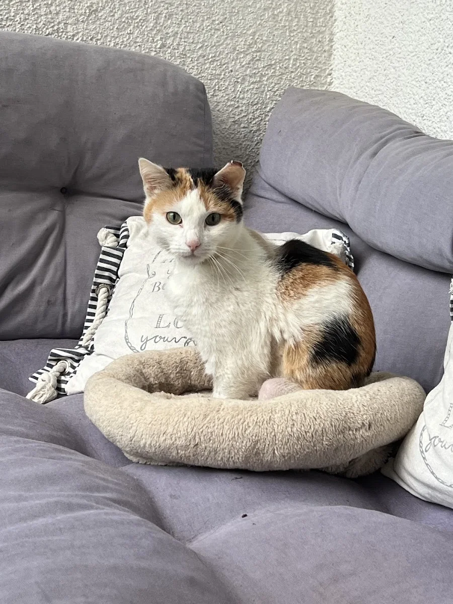 Valera Tierklinik Berlin – Hauskatze in Berlin