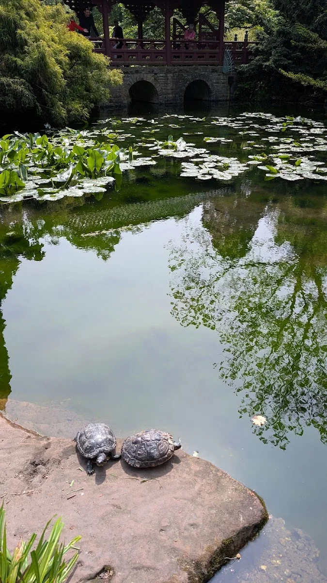 Japanischer Garten Leverkusen – Besucherfoto von Dima in Leverkusen, Nordrhein-Westfalen