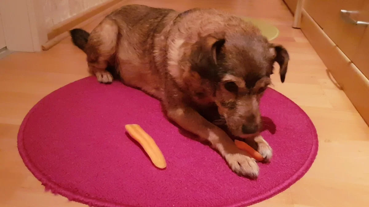Dr. Norberto Pedot – Hund in Schönefeld, Brandenburg