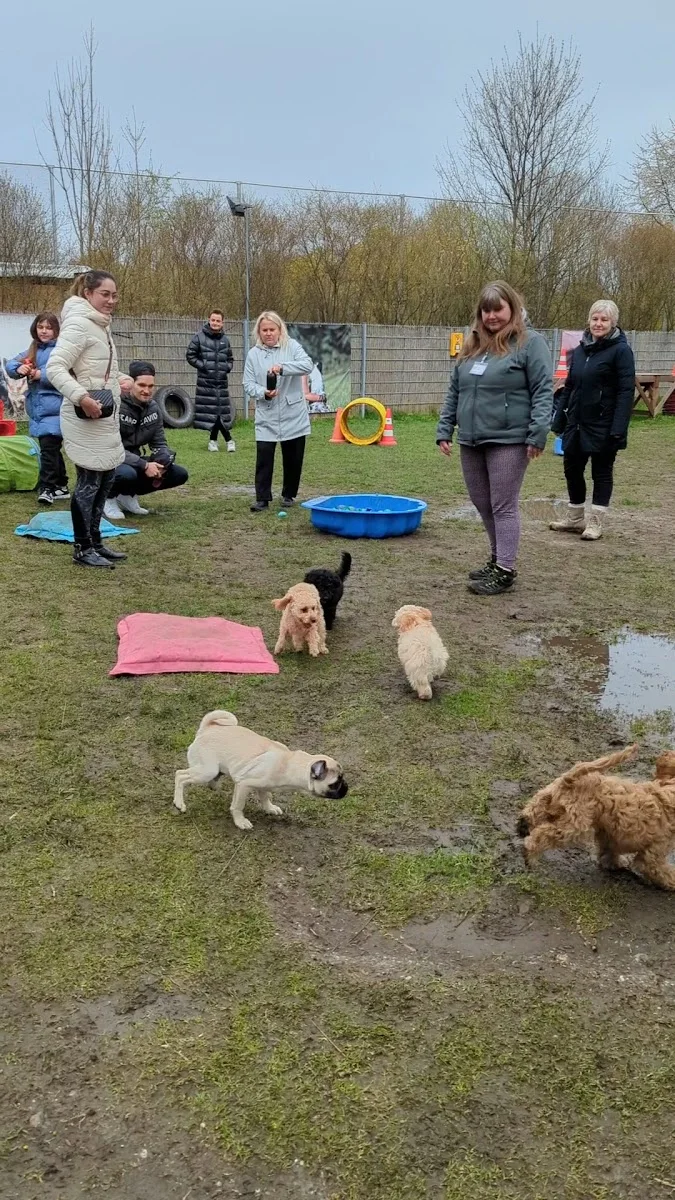 Hundeschule Freude am Hund – München Olympiapark – Hundeschule in München, Bayern