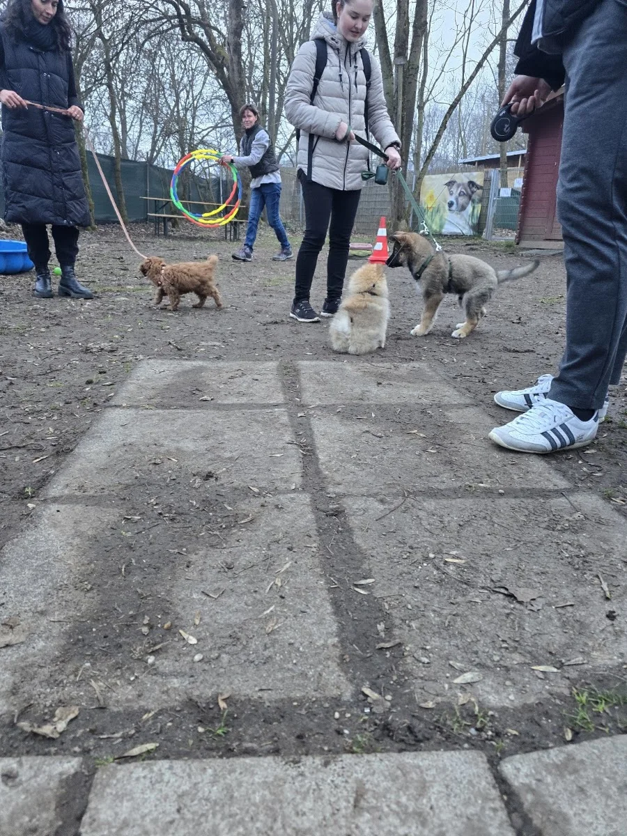 Hundeschule Freude am Hund – München Olympiapark – Besucherfoto: Michael Eckerl in München, Bayern