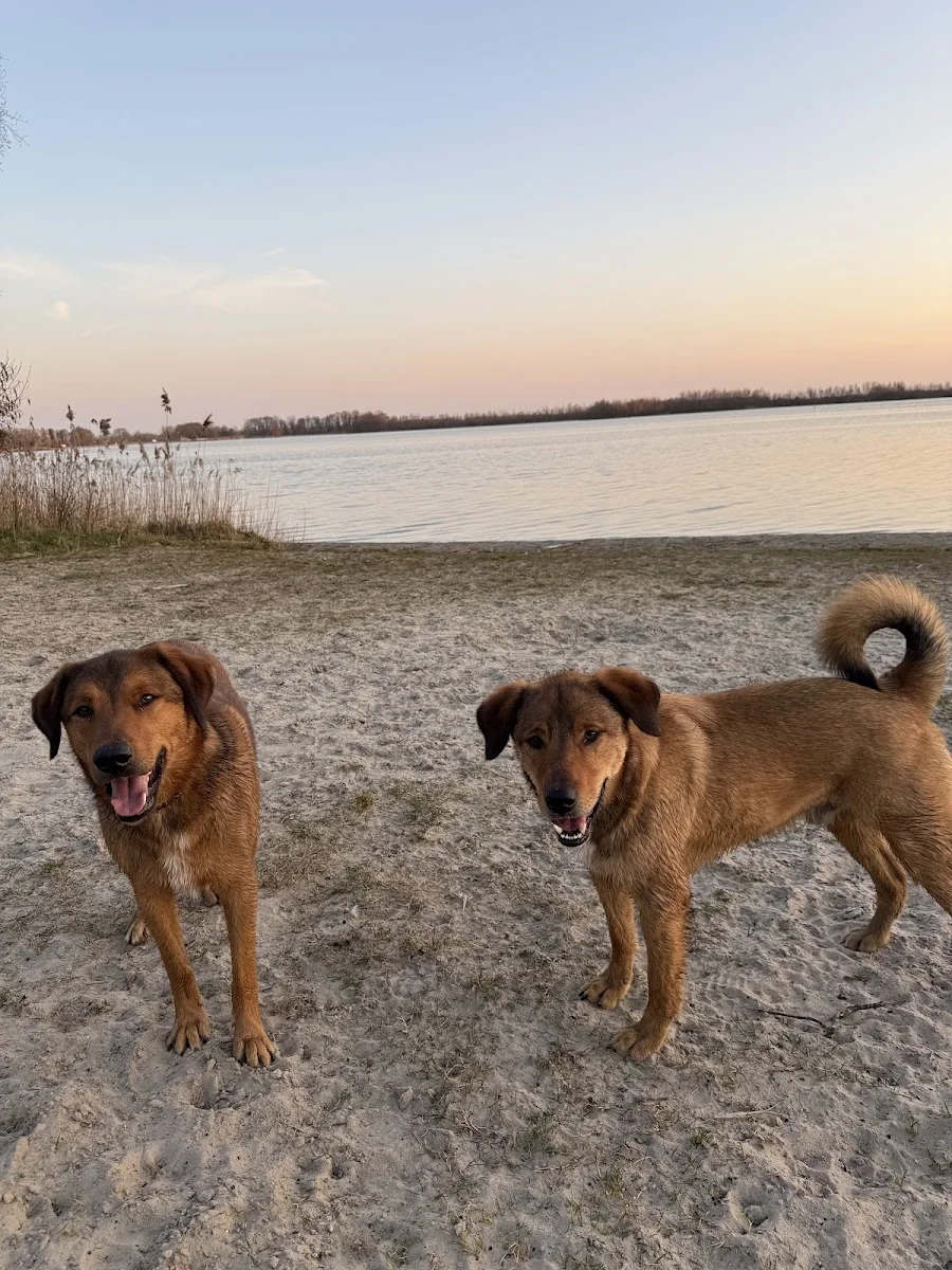 Hundeschule Freude am Hund – München Olympiapark – Besucherfoto: Fräulein Smilla in München, Bayern