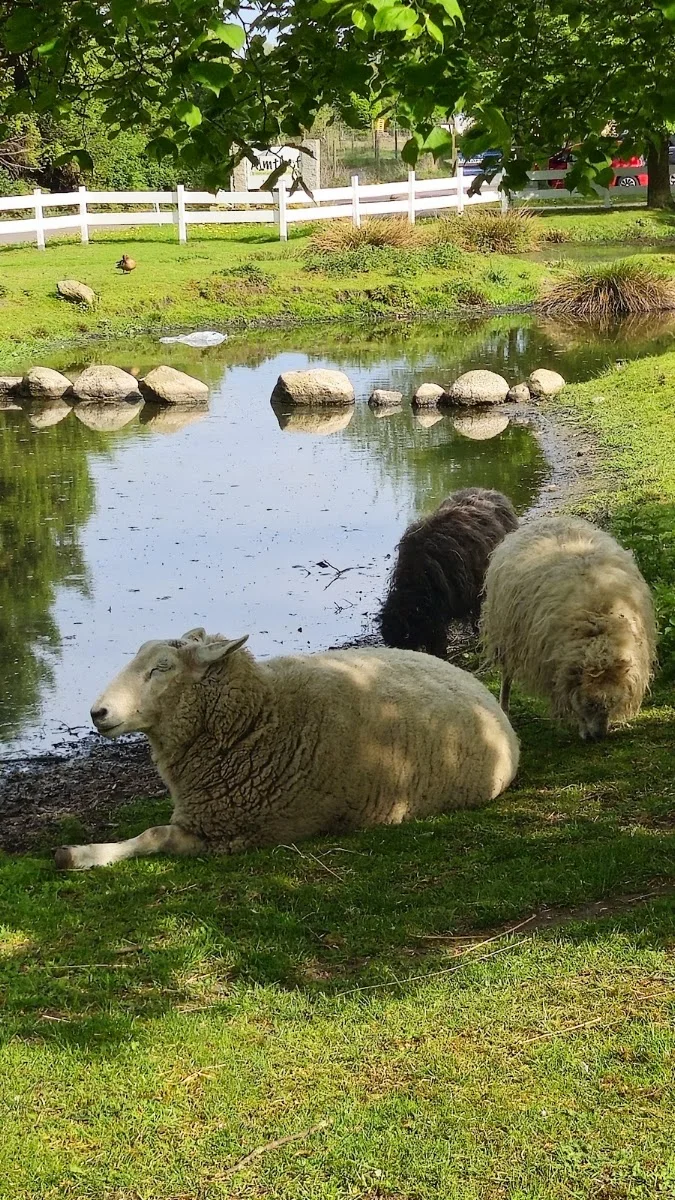 Almthof Erlebnisbauernhof und Hofcafé – Besucherfoto von Susanne Jung in Appen, Schleswig-Holstein