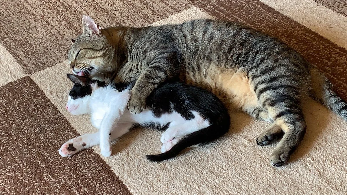 Tierarzt Mattke – Tierarzt in Berlin