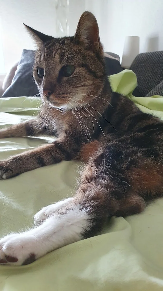 Tierarzt Mattke – Hauskatze in Berlin
