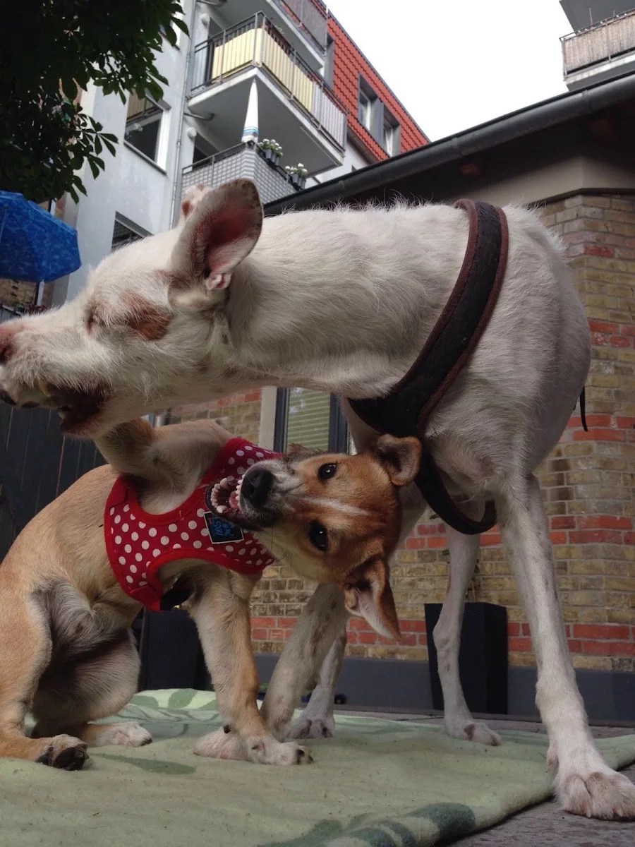 Tierarzt Mattke – Besucherfoto: Britta Maillefert in Berlin