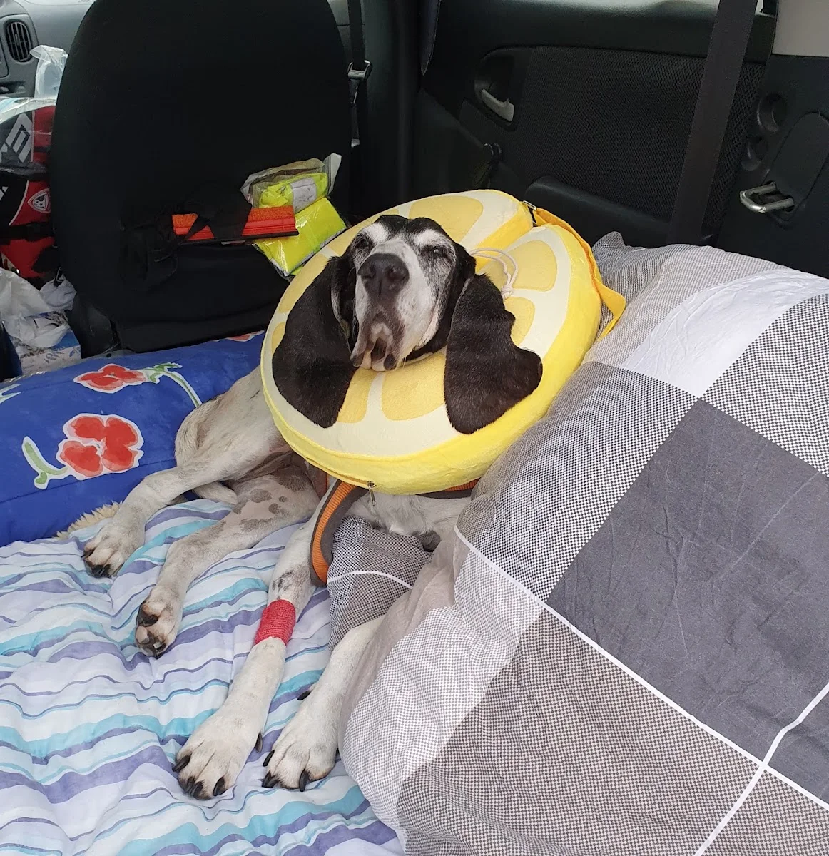 Tierklinik Neu-Isenburg – Hund in Neu-Isenburg, Hessen