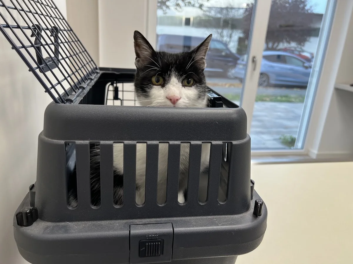 Tierklinik Neu-Isenburg – Hauskatze in Neu-Isenburg, Hessen