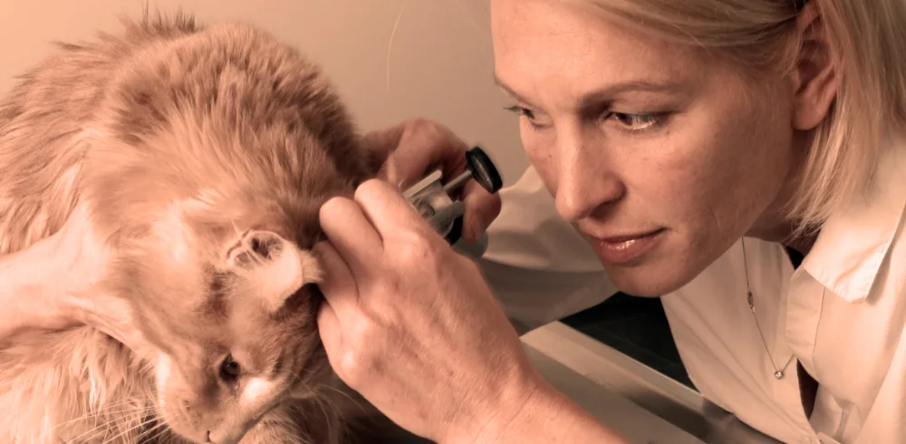 Tierklinik Neu-Isenburg – Vom Inhaber in Neu-Isenburg, Hessen