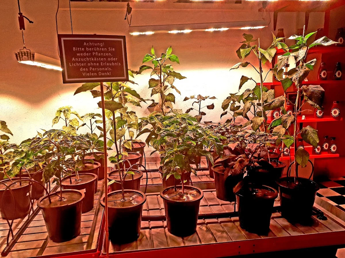 The 4/20 Chilli Lounge – Vom Inhaber in Nürnberg, Bayern