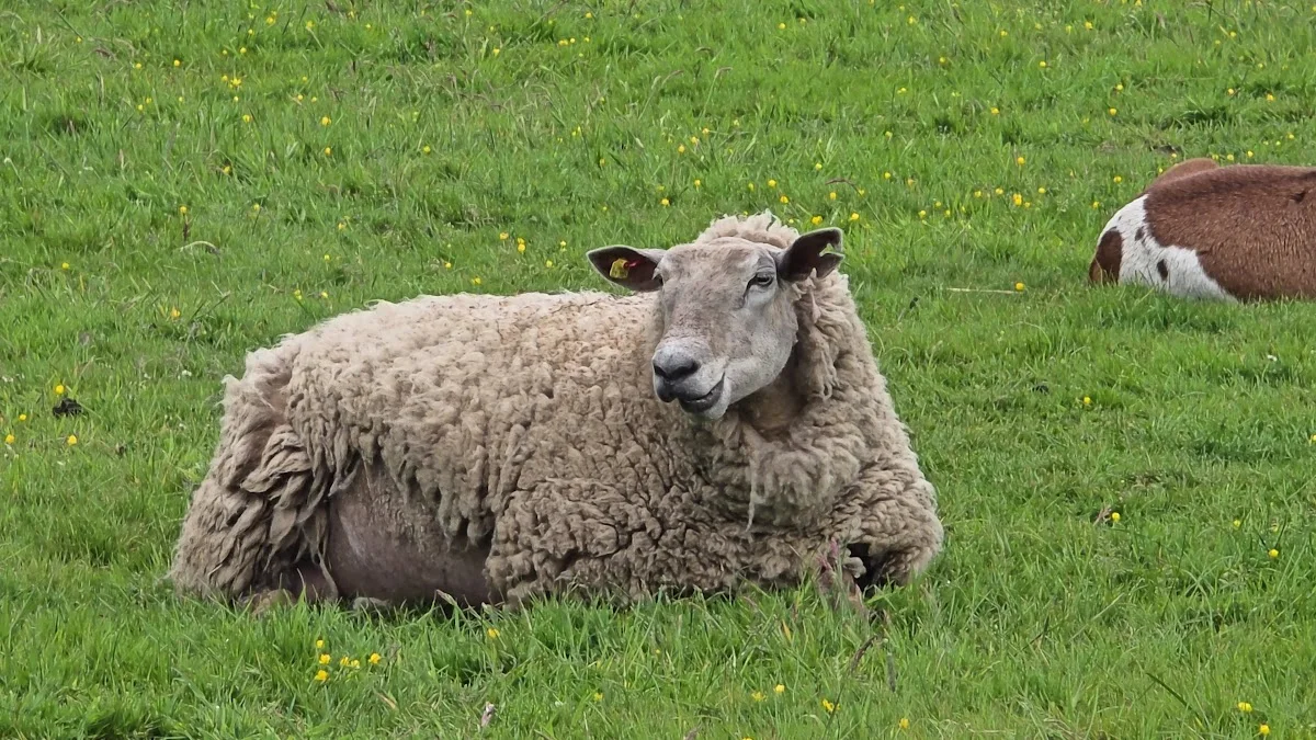 Rellinger Hofladen – Hofladen in Rellingen, Schleswig-Holstein
