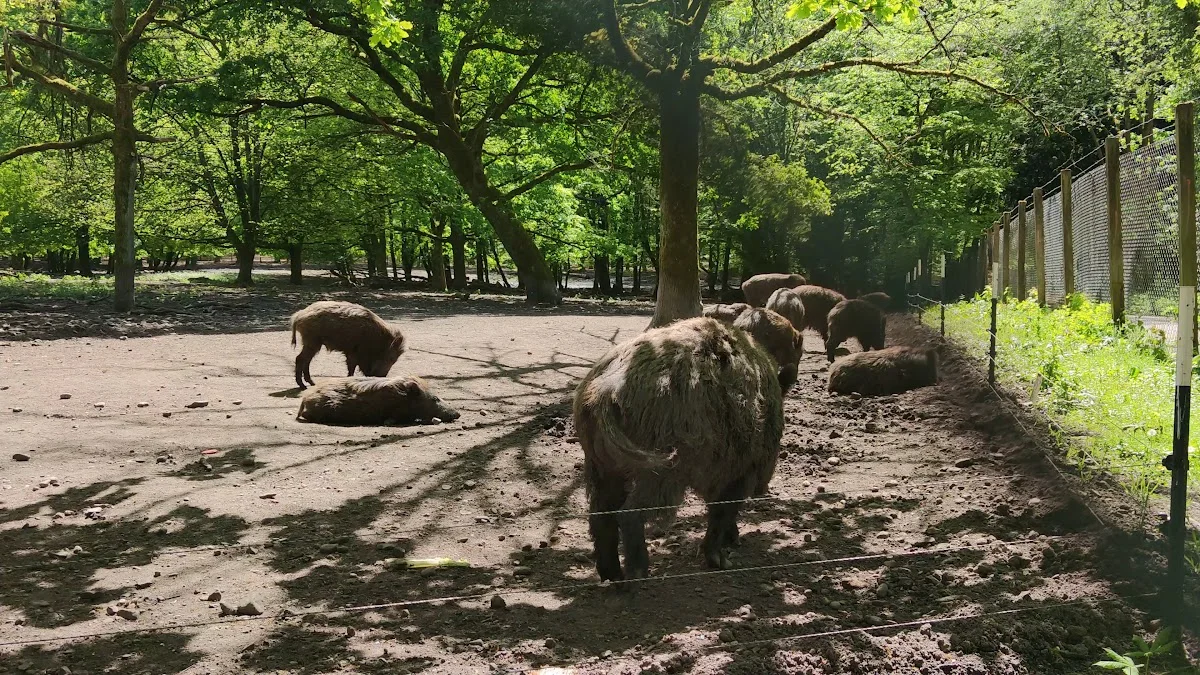 Wildpark Dünnwald – Sehenswürdigkeit in Köln, Nordrhein-Westfalen