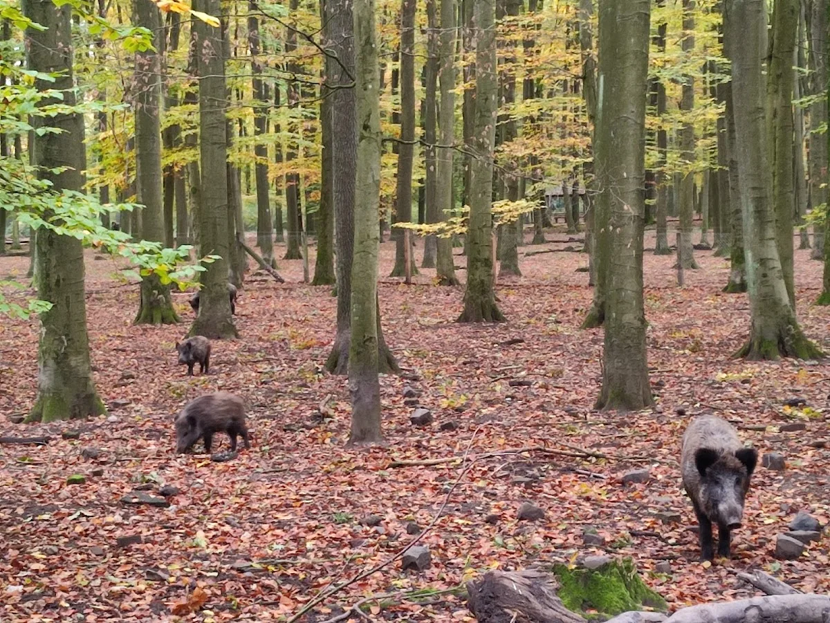 Wildpark Dünnwald – Profilfoto in Köln, Nordrhein-Westfalen