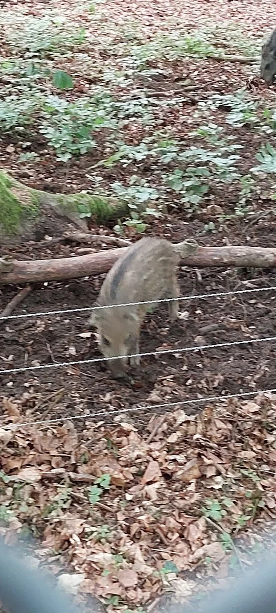 Wildpark Dünnwald – Besucherfoto von Special Queen#1 in Köln, Nordrhein-Westfalen