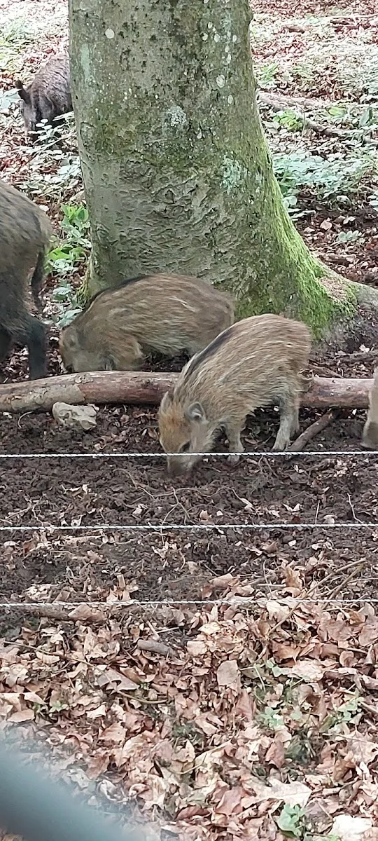 Wildpark Dünnwald – Besucherfoto von Special Queen#1 in Köln, Nordrhein-Westfalen