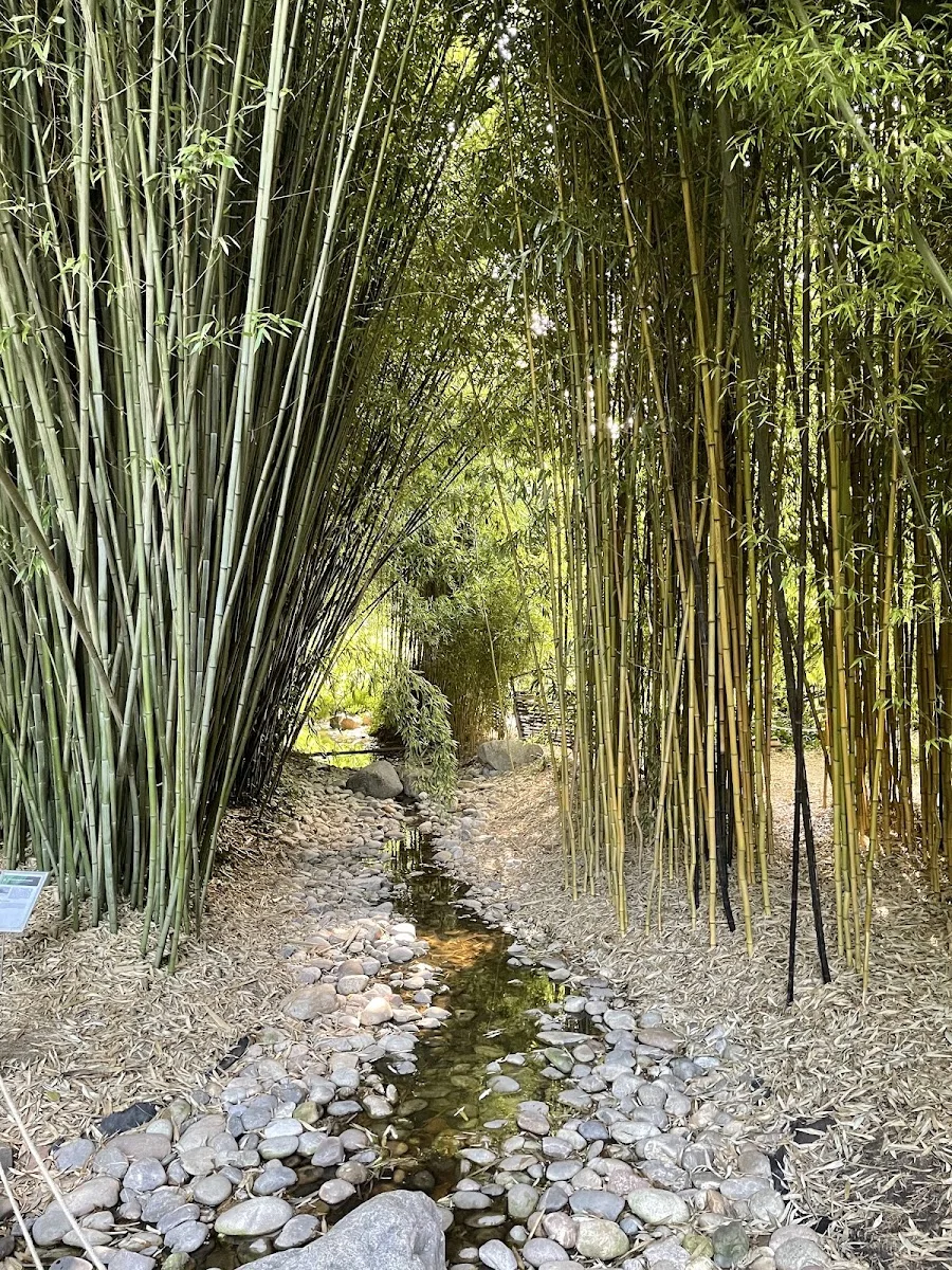 Palmengarten Frankfurt – Bambuswäldchen in Frankfurt am Main, Hessen