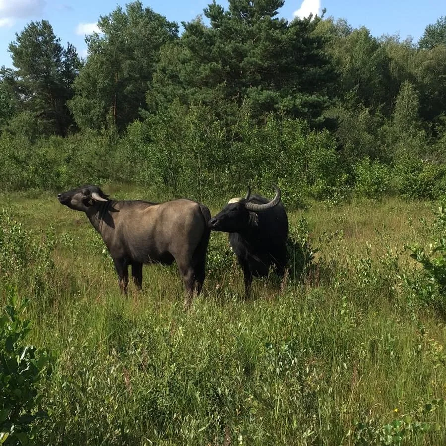 Wahner Heide – Tongrube in Rösrath, Nordrhein-Westfalen