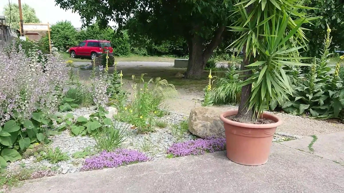 Kakteen-Haage – Blüte in Erfurt, Thüringen