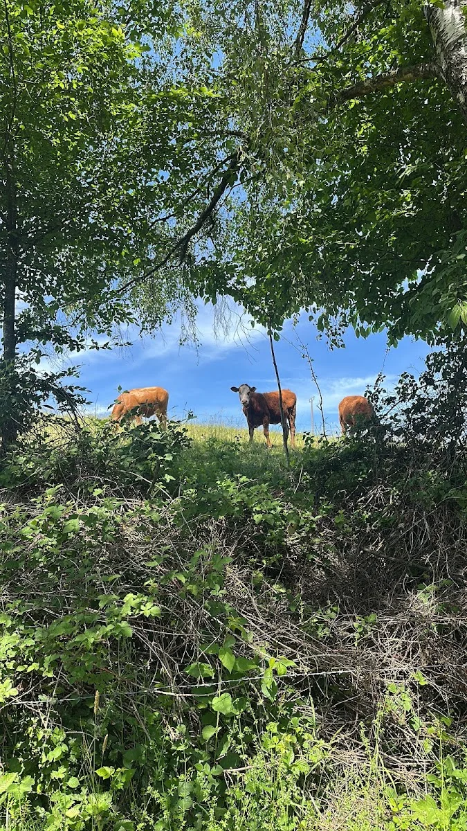Staumauer Wahnbachtalsperre – Besucherfoto von Ta Wik in Siegburg, Nordrhein-Westfalen