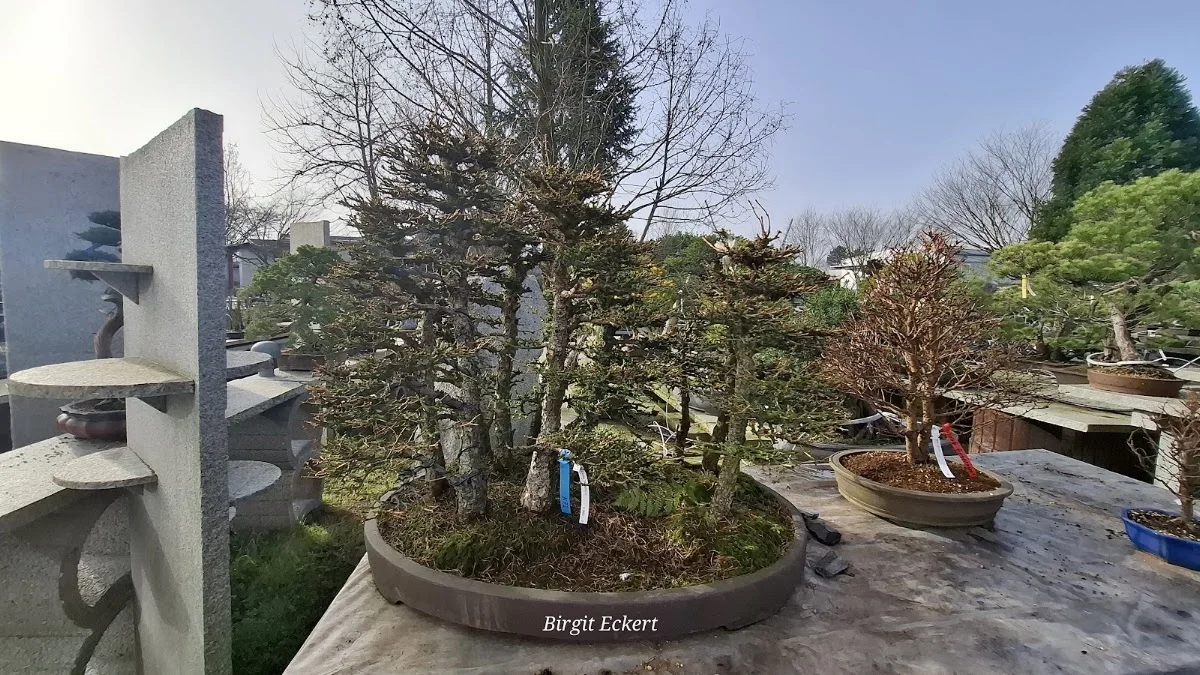 Bonsai Zentrum Wilfried Geßner – Besucherfoto: Birgit E in Essen, Nordrhein-Westfalen