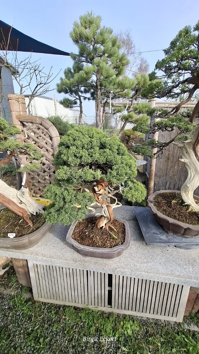 Bonsai Zentrum Wilfried Geßner – Besucherfoto: Birgit E in Essen, Nordrhein-Westfalen