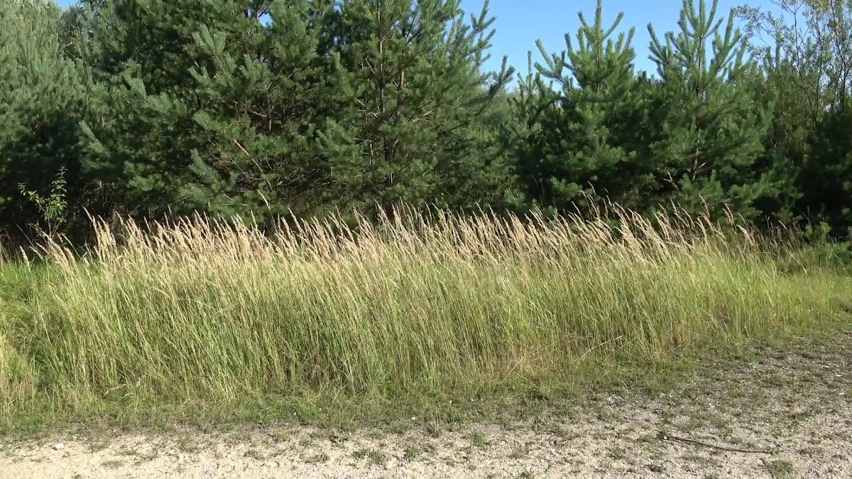 Südliche Fröttmaninger Heide – Sehenswürdigkeit in Garching bei München, Bayern
