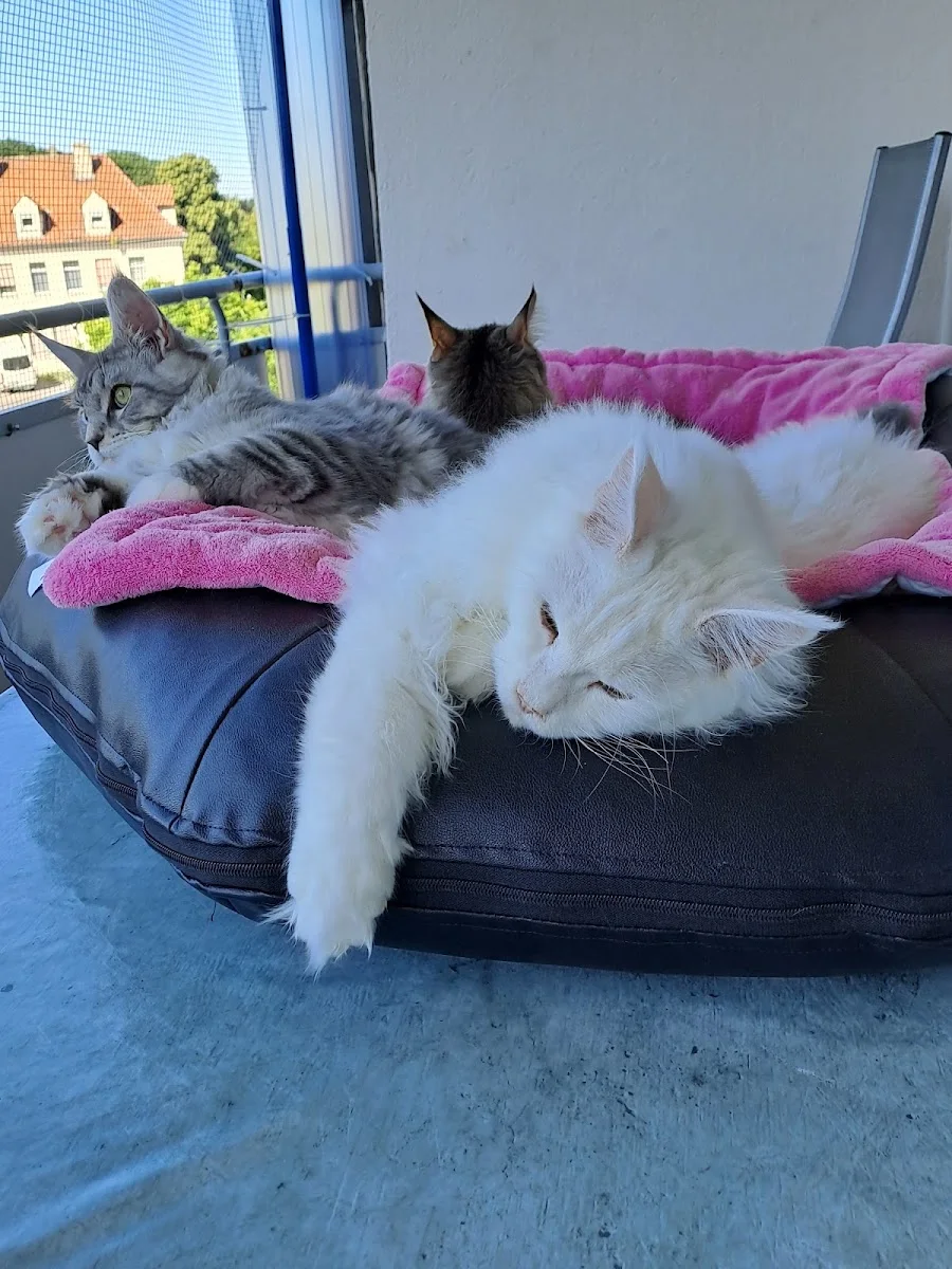 Dr. Stephan Baumeister – Hauskatze in Hamm, Nordrhein-Westfalen