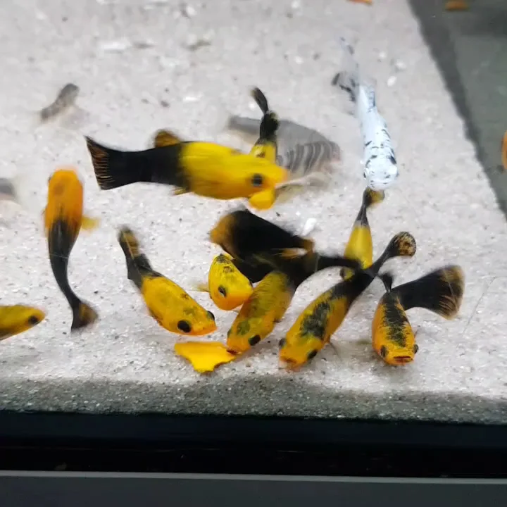 Zierfische Gottschalk Süß- und Meerwasseraquaristik – Aquarium in Neu Wulmstorf, Niedersachsen