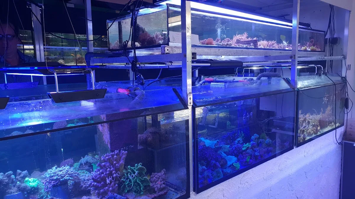 Zierfische Gottschalk Süß- und Meerwasseraquaristik – Fische in Neu Wulmstorf, Niedersachsen