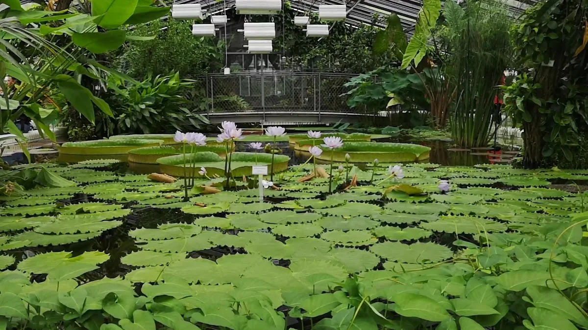 Botanischer Garten und Botanisches Museum – Museum in Berlin