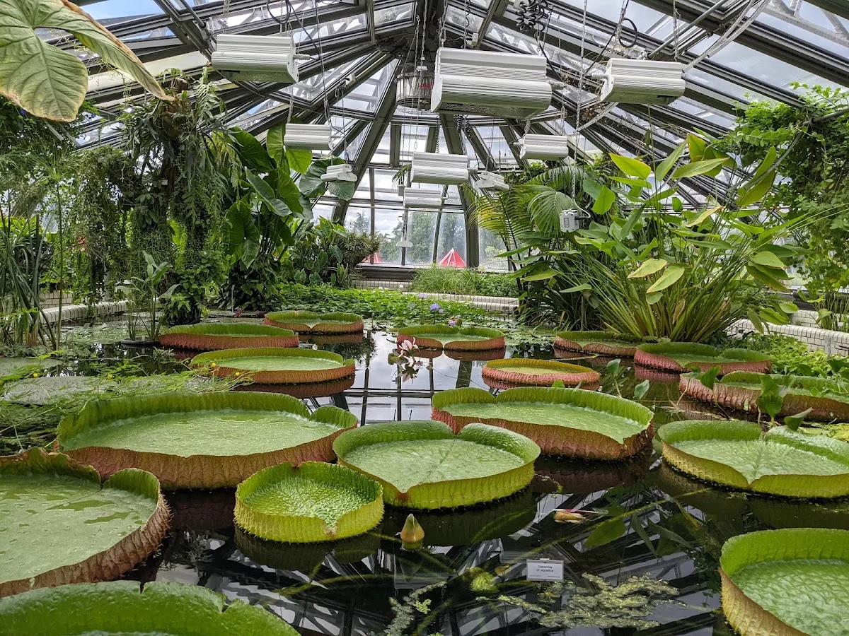 Botanischer Garten und Botanisches Museum – Bedecktsamer in Berlin