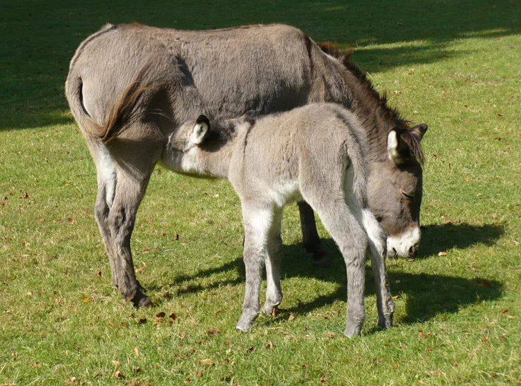 Lindenthaler Tierpark – Vom Inhaber in Köln, Nordrhein-Westfalen