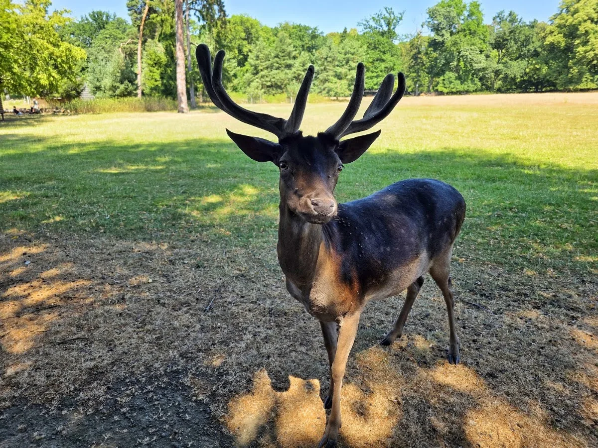 Lindenthaler Tierpark – Besucherfoto von André Klaholz in Köln, Nordrhein-Westfalen