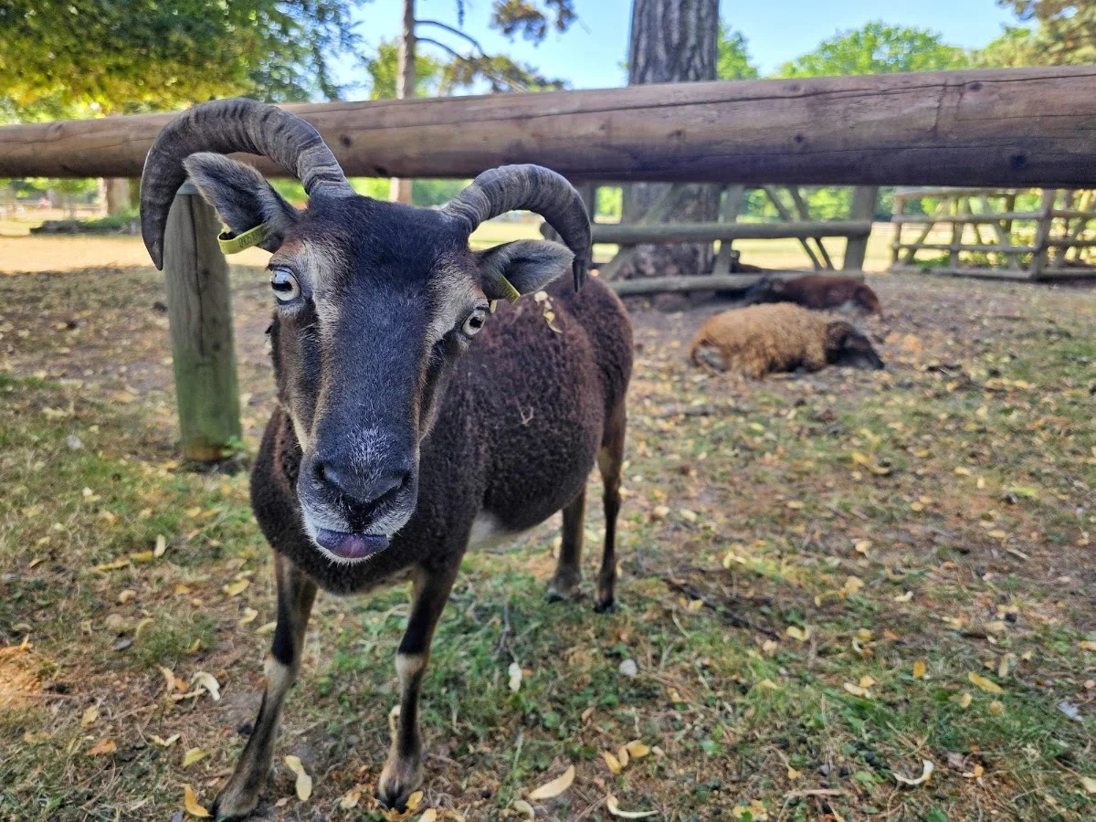Lindenthaler Tierpark – Besucherfoto von André Klaholz in Köln, Nordrhein-Westfalen