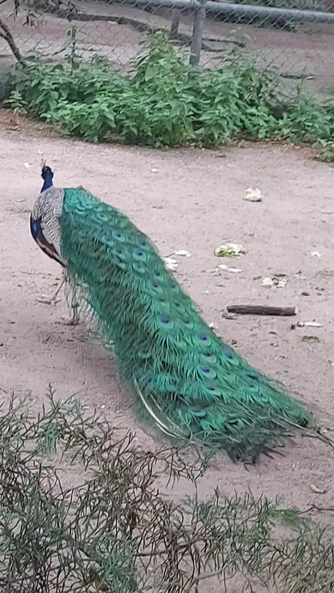 Tierpark Walldorf – Sehenswürdigkeit in Walldorf, Baden-Württemberg