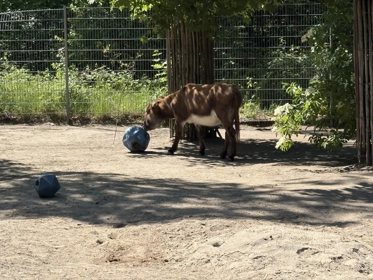 Tierpark Walldorf – Besucherfoto: Ashraf Anwar in Walldorf, Baden-Württemberg