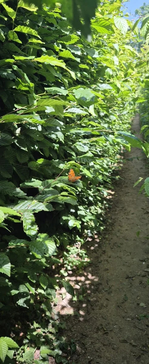 Irrgarten Altjeßnitz – Besucherfoto: Andrea in Altjeßnitz, Sachsen-Anhalt