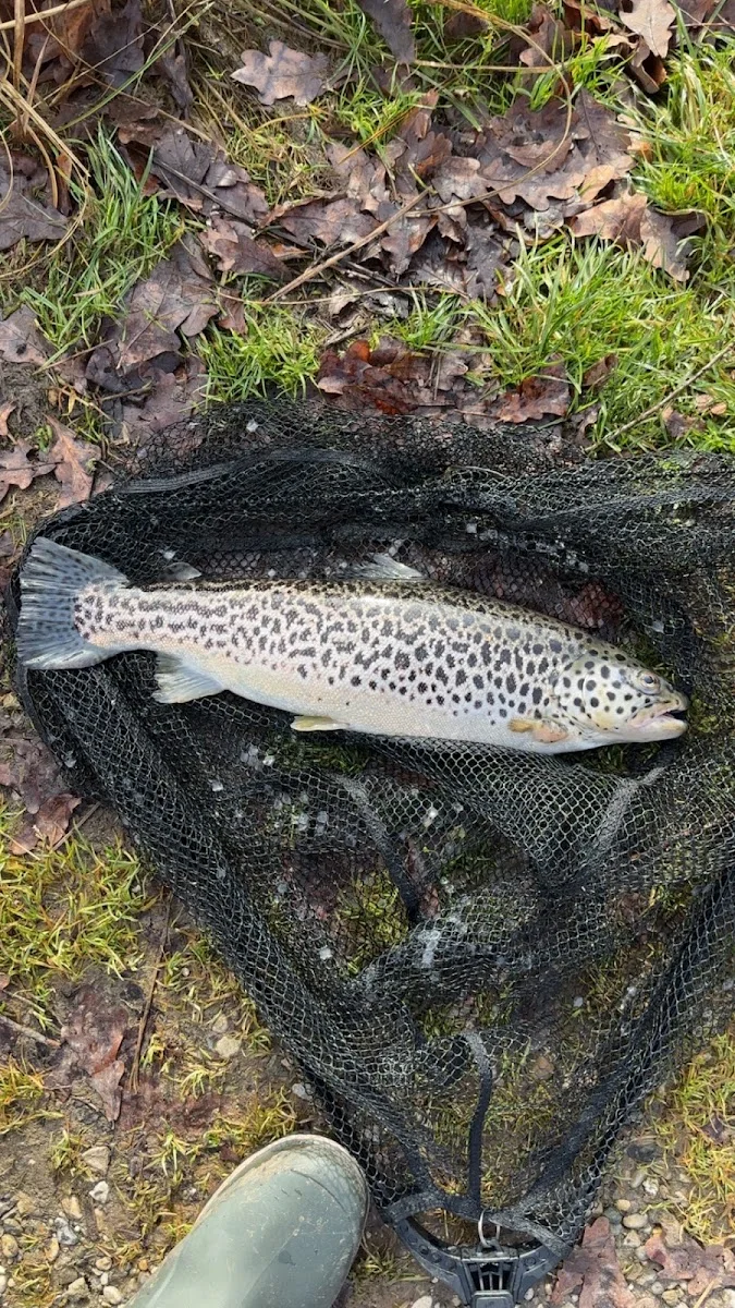 Fischgut Waldheim Angelweiher – Besucherfoto von Johannes Hümmer in Bergkirchen, Bayern
